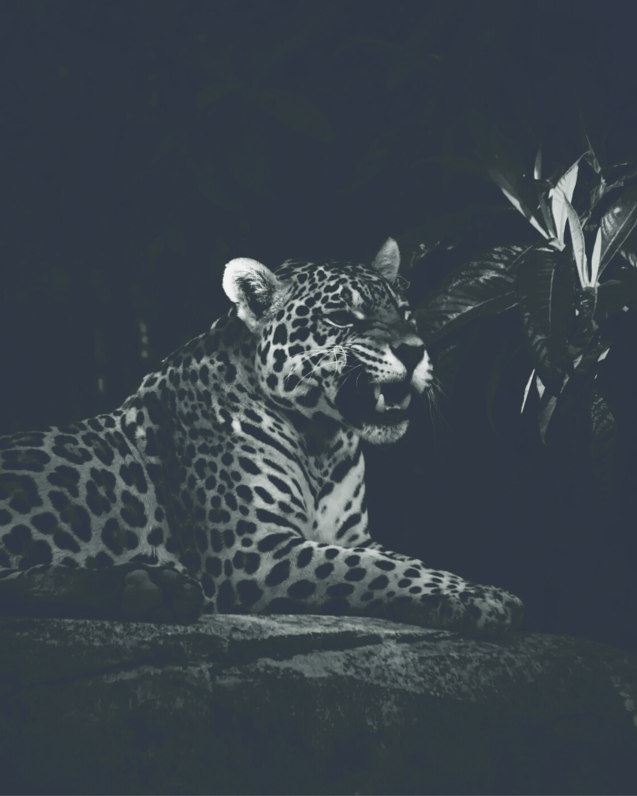 El jaguar en la casa: 5 poemas de Miguel Ángel León Gómez